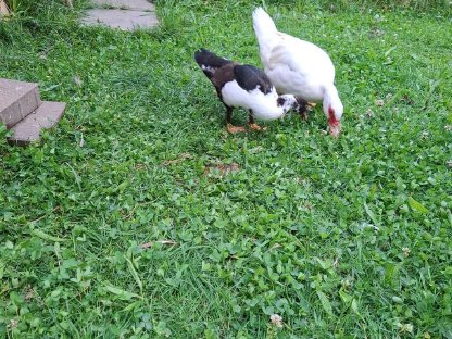 Bild 3:Warzenente / Stummente