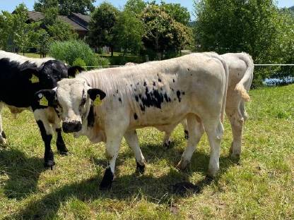 Bild 7:Pustertaler Sprinzen Stiere