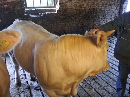 Bild 2:Blau-weißer Belgier