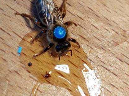 Bild 2:Bienenköniginnen Bio F1 Carnica