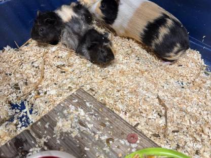 Bild 3:Meerschweinchen