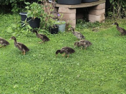 Bild 2:Laufenten, 2 Monate, zu verkaufen