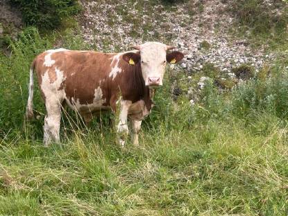 Fleckvieh stier