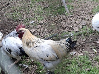 Bild 2:Hahn Gahmong Hühner Hähne