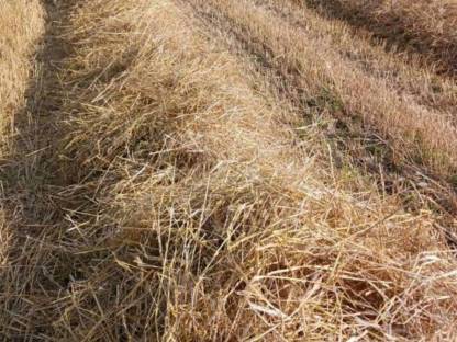 Bild 2:Stroh