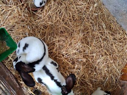 Bild 2:Riesenscheck schwarz-weiß