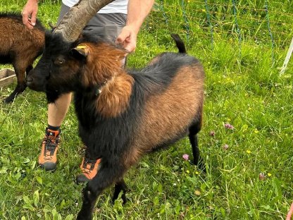 Bild 6:Pinzgauer Ziegenböcke HB und ohne HB zu verkaufen