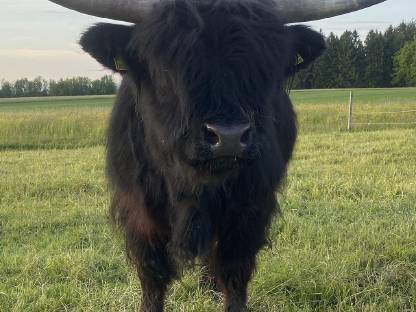 Hochlandrinder Stier Bio