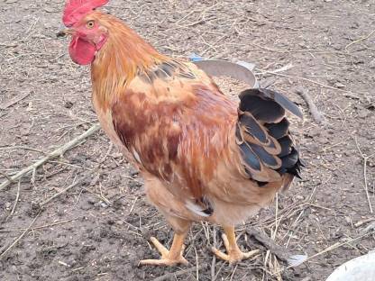 Bild 3:3 wunderschöne Hähne zu haben