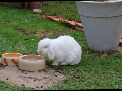 Bild 2:Kaninchenpaar