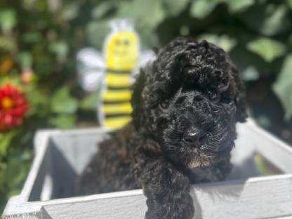 Bild 6:Bollipoo-Welpen und Toypudel mit Ahnentafel