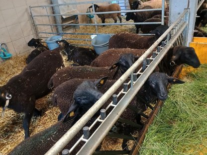 BIO Jura Lämmer männlich