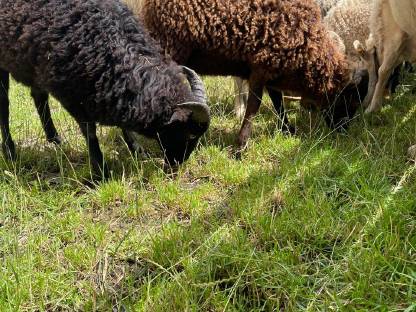 Bild 5:Ouessantschaf Widder