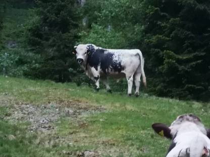 Bild 3:PSS Stier Ural