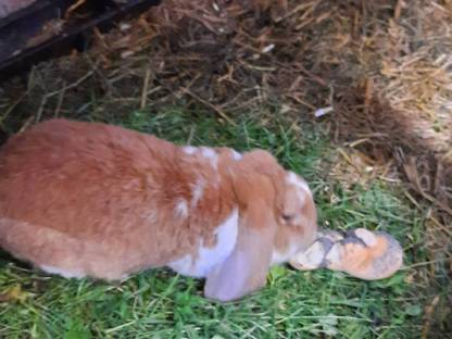 Bild 4:Deutsche Widder Rammler