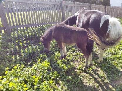 Bild 2:Pony Fohlen