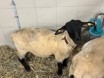 Bild 2:Suffolk Widder Bio