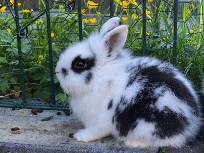 Bild 2:Junge, schöne Zwergkaninchen günstig abzugeben
