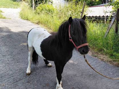 Bild 7:Pony-Hengste