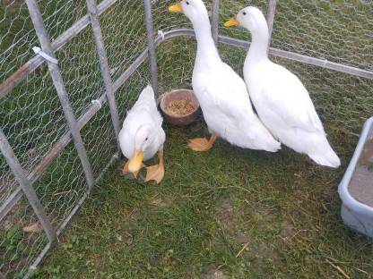 Aylesburyenten Zuchtgruppe
