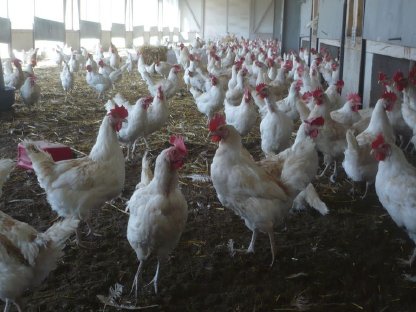 Bild 5:Bio-Althennen zum Weiterlegen