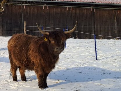 Bild 2:3-jährige dunfarbene Hochlandrind-Kuh zu verkaufen