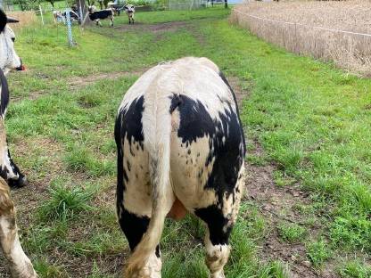 Bild 3:Pustertaler Sprinzen Stiere