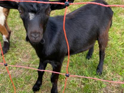 Bild 2:Verkaufe Zwergziegenböcke
