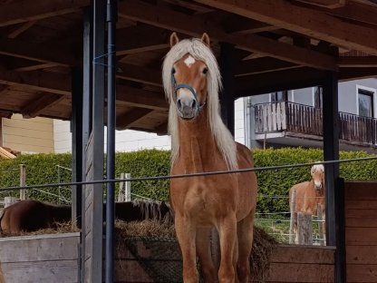 Bild 5:Großer ansprechender 3,5-jähriger Haflingerwallach
