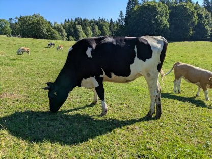 Bio-HF-Kalbin - trächtig