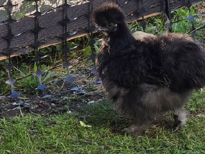 Bild 3:Seidenhühner