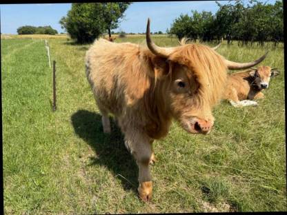 Bild 9:Highland-Rinder (Färsen), 1-5 Jahre, teils trächtig