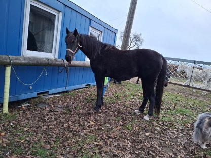 Bild 2:Traber sucht Platz als Beistellpferd
