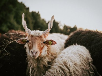 Bild 7:Ungarisches Zackelschaf - Lämmer, Jungwidder, Altschafe