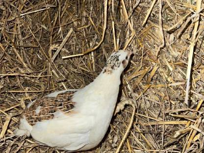 Bild 3:Reinrassige Wachteln