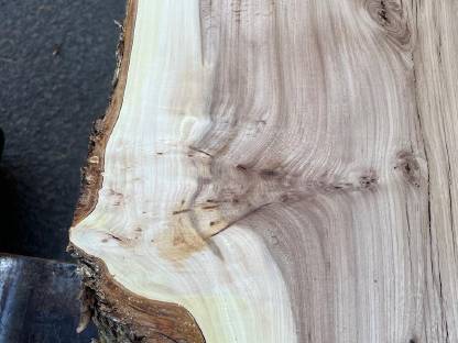 Bild 3:Ulme/Rüsterart