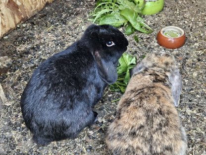 Bild 2:Zwergkaninchen zu verschenken