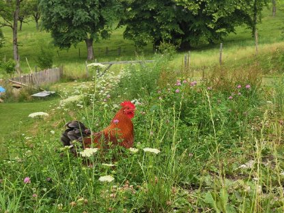 Bild 3:Freundliche, schöne Buntleger-Mix-Hähne abzugeben