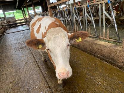 Bild 2:Fleckviehkalbin