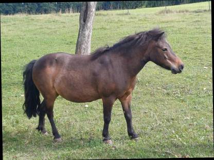 Pony