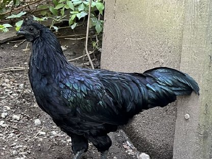 Bild 7:Reinrassige Bio-Junghähne