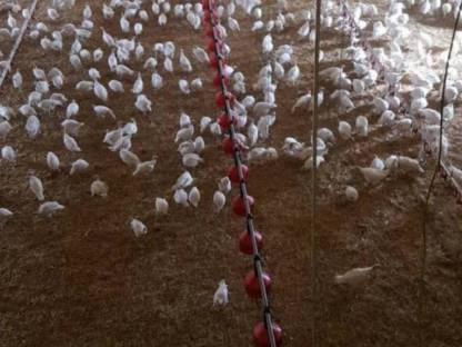 Bild 2:Geflügel Aufstallung