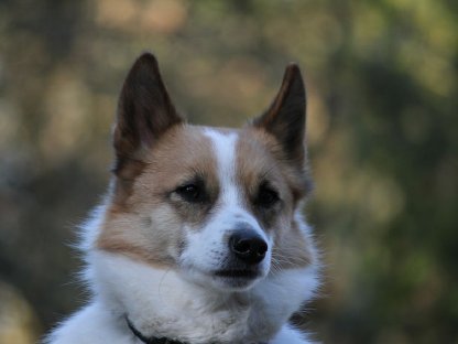 Bild 4:Wurfplanung Norrbottenspitz 2026 - Preis auf Anfrage