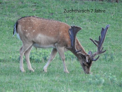 Rot und Damwild zu verkaufen