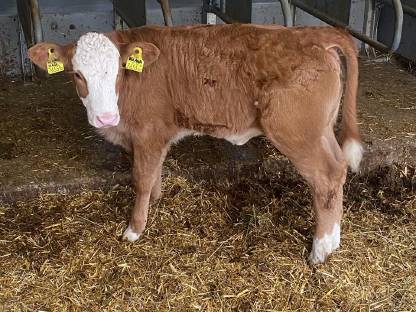 Bio Fv Kalb