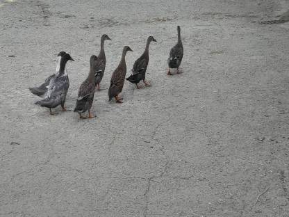 Enten Laufenten