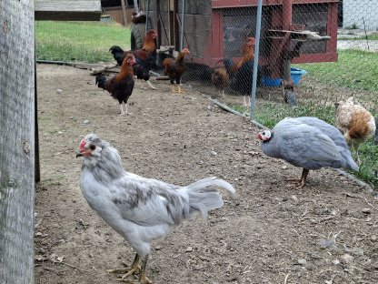 Bild 2:Geflügel: Laufenten und Hähne