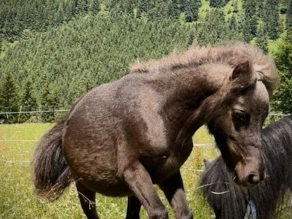 Mini Shetland Pony Hengst
