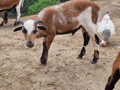 Bild 6:Kamerunböcke sehr zutraulich