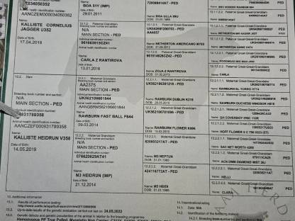 Bild 5:Bio Angus Stier